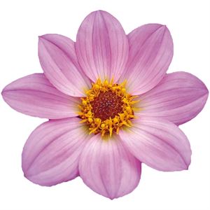 Afbeelding van Ej Dahlia Pink